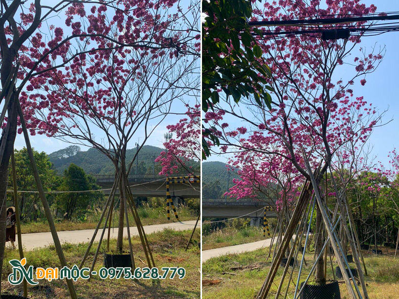 Vườn dưỡng ủ cây hoa phong linh tím đại thụ cao 7 - 8m