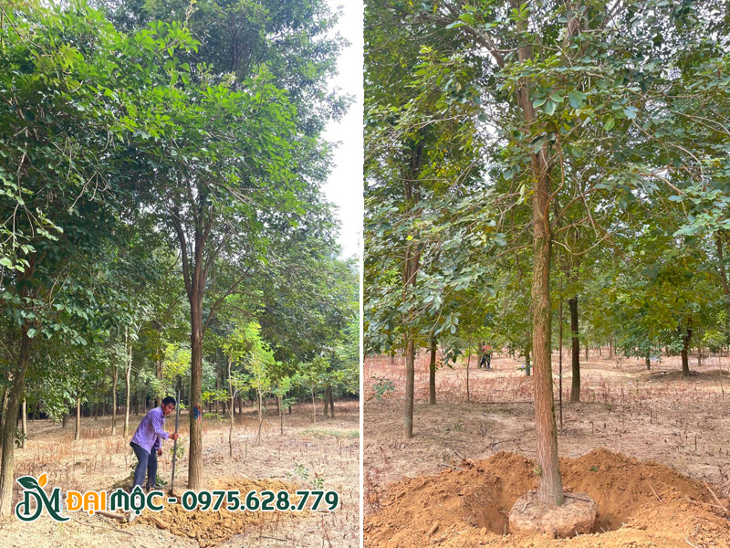 Đánh bầu cây hoa phong linh vàng cổ thụ cao 7 - 8m