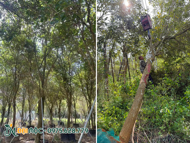 Vườn phong linh vàng cổ thụ đã dưỡng ủ, đường kính gốc 20 - 25cm