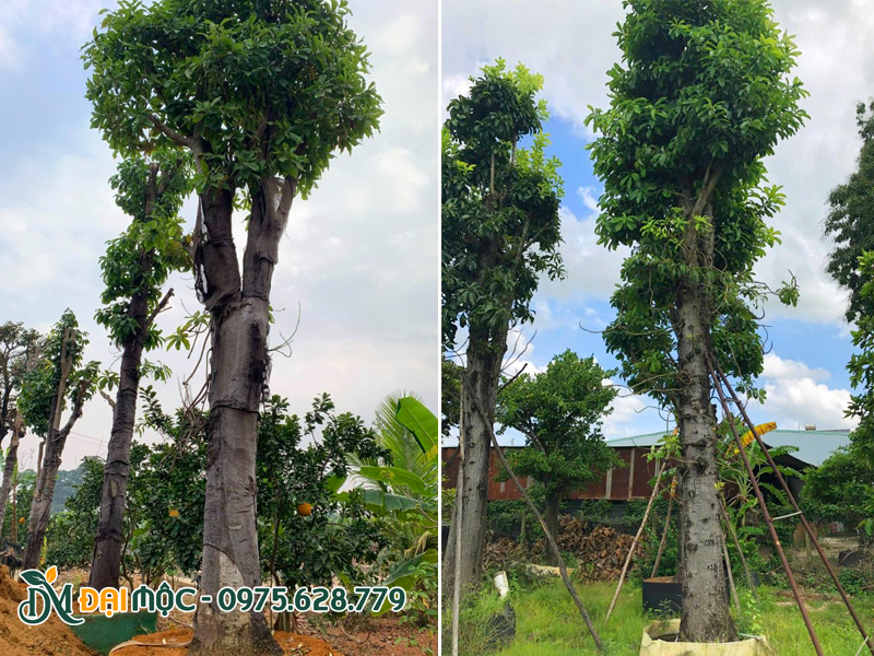 Vườn dưỡng ủ cây sala đại thụ vanh từ 180cm - 200cm