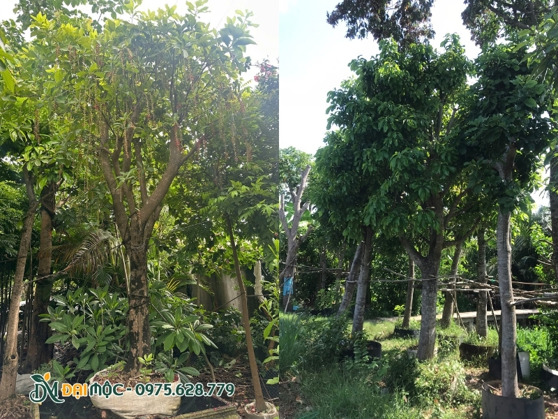 Cây lộc vừng đại thụ khỏe mạnh tại vườn
