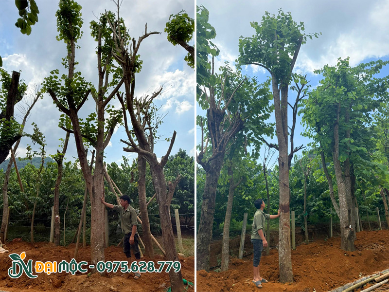 Tiến hành dưỡng ủ cây hoa ban trắng Tây Bắc đại thụ