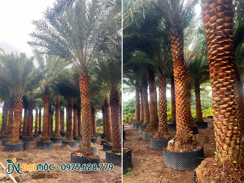 Báo giá cây chà là cổ thụ lóng thân 2.5 - 3.5m