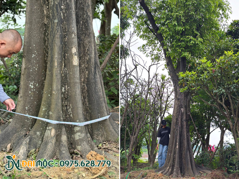 Cây thị cổ thụ trồng lưu niệm đường kính gốc 1m