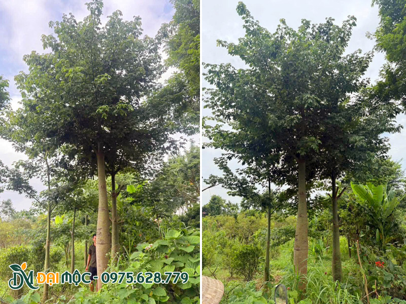 Đo kích thước cây mỹ nhân cổ thụ tại vườn