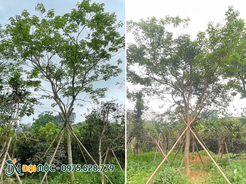 Vườn cây phong linh tím cổ thụ đường kính gốc 12 - 15cm