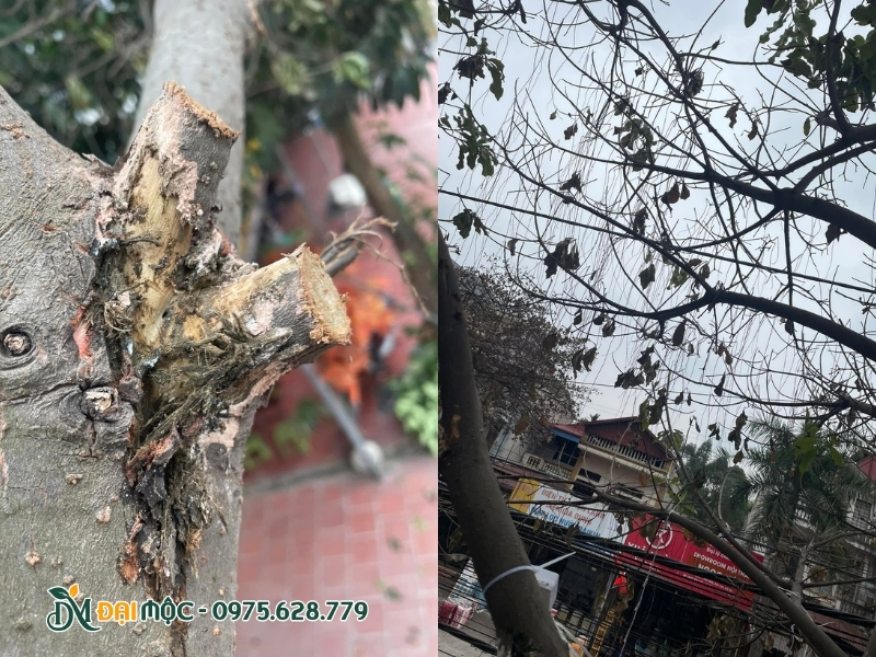 Cây lộc vừng cổ thụ đã bị thối rễ