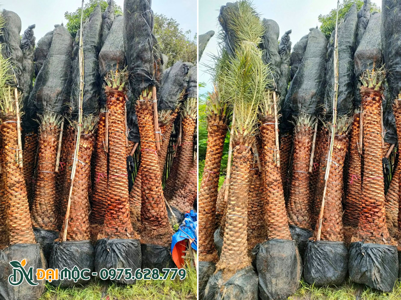 Quấn lưới và cố định toàn bộ tán lá cây chà là cổ thụ
