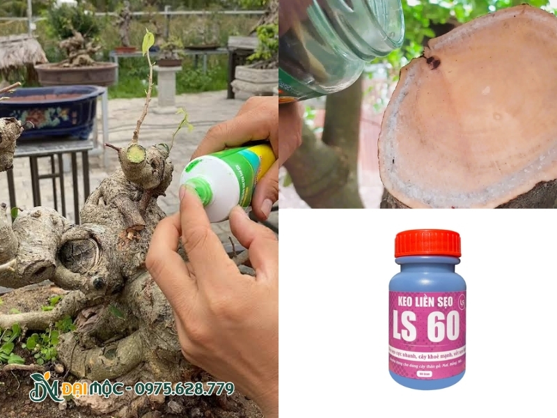 Bôi keo liền sẹo cho bề mặt cắt cành