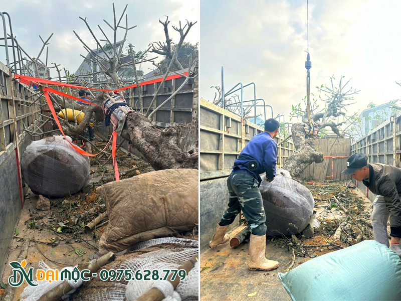 Cẩu xếp cây hoa đại cổ thụ lên xe trọng tải lớn