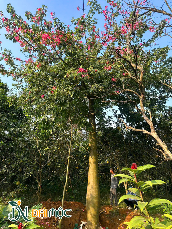 Cây Mỹ Nhân Cổ Thụ