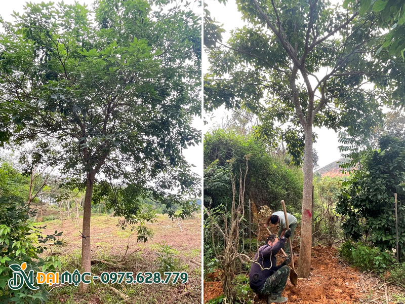 Bứng cây hoa phong linh tím cổ thụ đường kính gốc 25cm đưa về bãi ủ