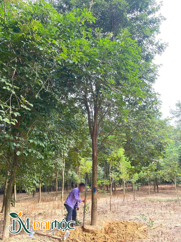 Thợ cây đang tiến hành bứng bầu, cắt rễ cây phong linh vàng cổ thụ