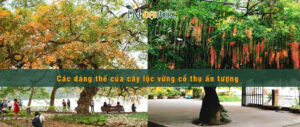 Các dáng thế cây lộc vừng đẹp cho cảnh quan