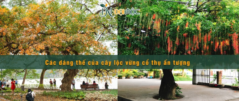 Các dáng thế cây lộc vừng cổ thụ ấn tượng – Cách chọn phù hợp cho cảnh quan
