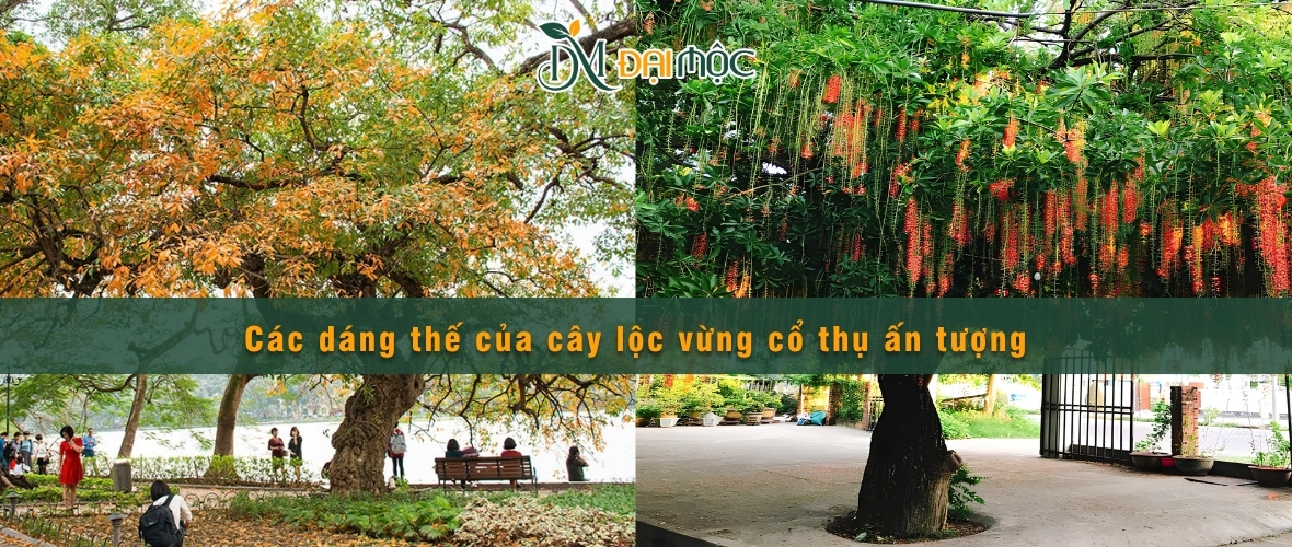 Các dáng thế cây lộc vừng đẹp cho cảnh quan