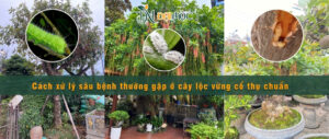 Các loại sâu bệnh thường gặp ở cây lộc vừng cổ thụ