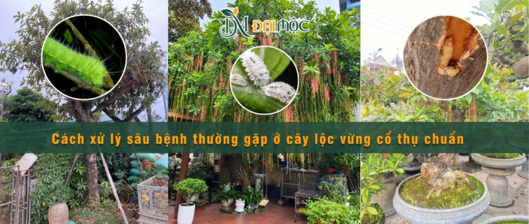 Các loại sâu bệnh thường gặp ở cây lộc vừng cổ thụ