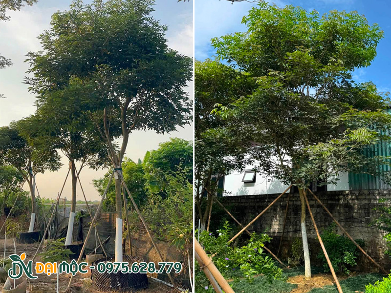 Quét vôi lên thân cây để phòng trừ sâu bệnh cho cây phong linh tím lâu năm