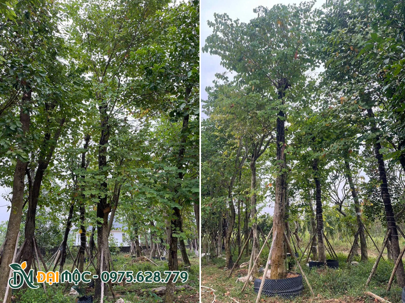 Vườn dưỡng ủ cây hoa ban Tây Bắc cổ thụ đường kính gốc 30cm trở lên