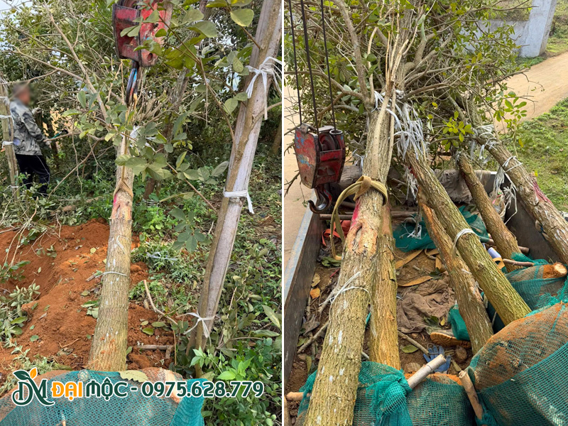 Cây hoa phong linh vàng cổ thụ đường kính gốc 20cm trở lên