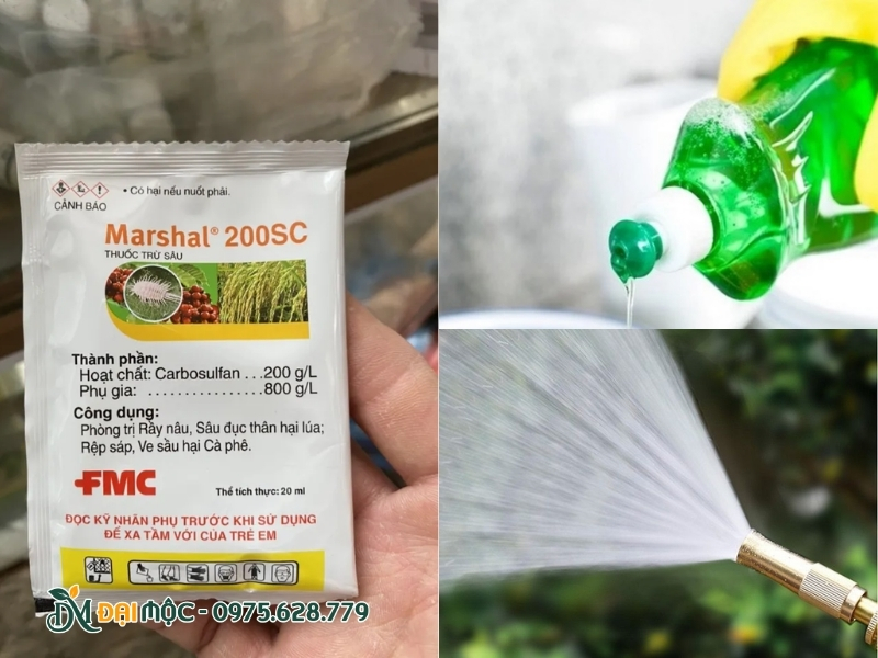 Phương pháp trị rệp sáp hiệu quả cao