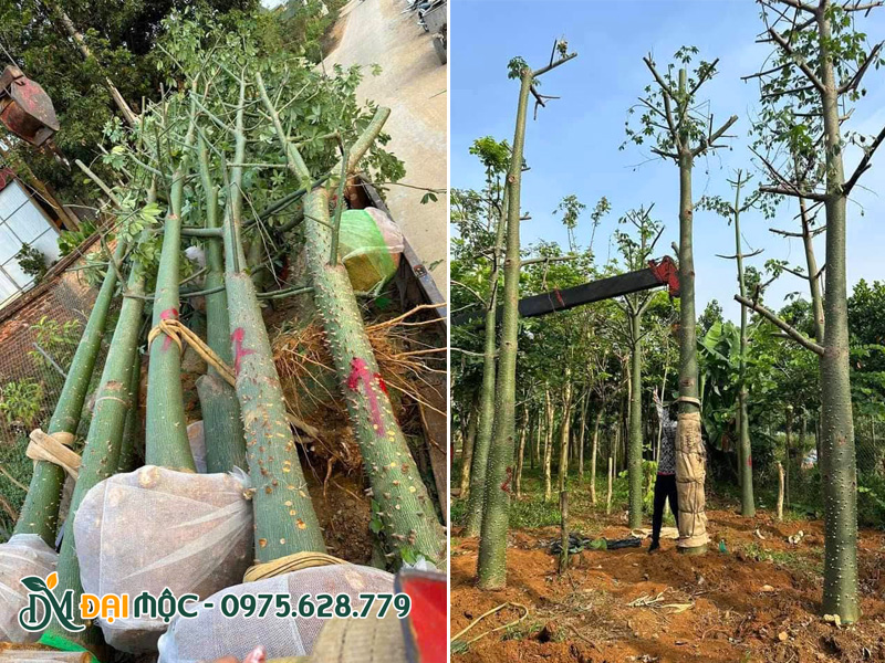 Tiến hành dâm ủ cây mỹ nhân cổ thụ đường kính gốc 30 - 35cm