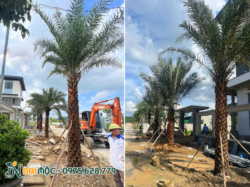 Trồng và chống cọc hàng cây chà là cổ thụ cho khu nghỉ dưỡng