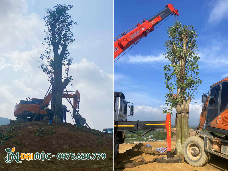 Trồng cây đại thụ lưu niệm cho dự án khu đô thị