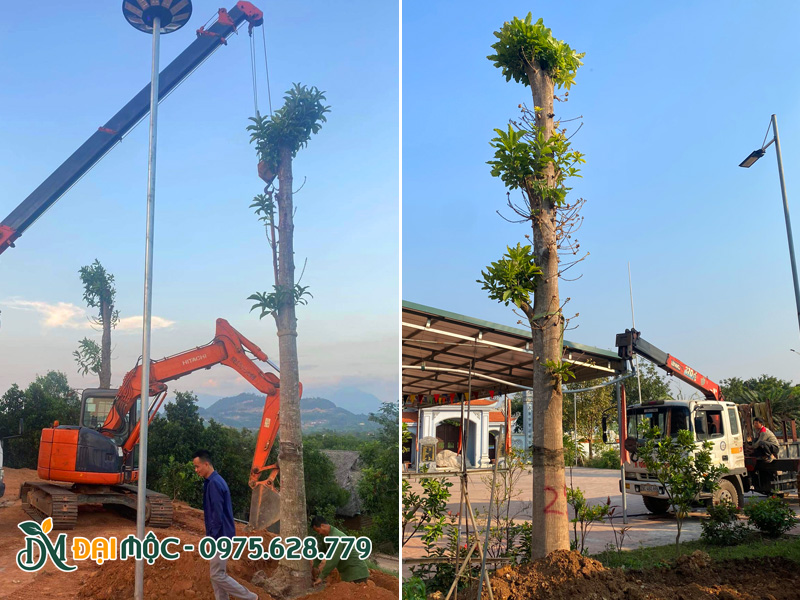 Thi công trồng cây sala cổ thụ cao 6 - 7m