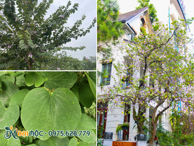Hình dáng tự nhiên mộc mạc mà tinh tế của cây ban trắng cổ thụ