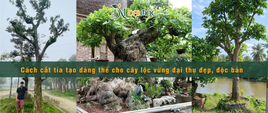 Cách cắt tỉa tạo dáng thế cho cây lộc vừng cổ thụ đẹp, độc bản