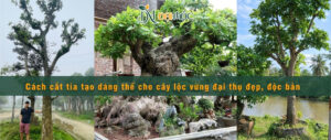 Hướng dẫn cắt tỉa tạo dáng thế cho cây lộc vừng cổ thụ