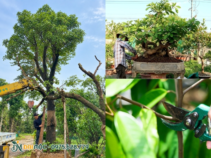 Cây lộc vừng cổ thụ được cắt tỉa cành lá