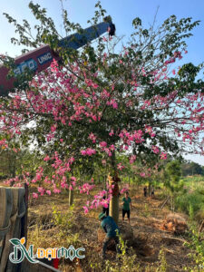 Cây mỹ nhân sẵn hoa, chiều cao 5 - 6m
