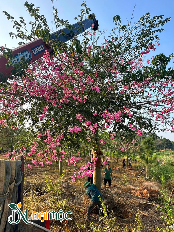 Cây mỹ nhân sẵn hoa, chiều cao 5 - 6m