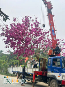Cẩu xếp cây phong linh tím cổ thụ lên xe