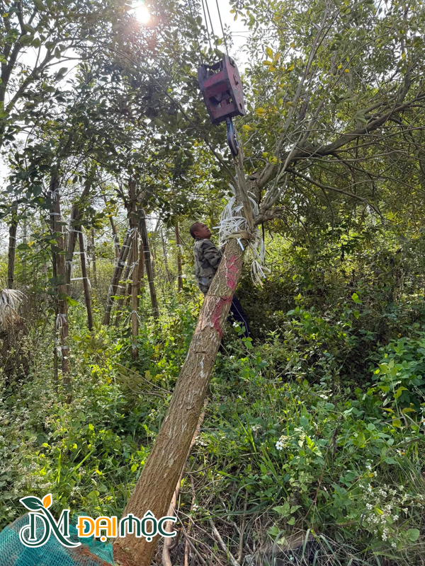 Cây Phong Linh Vàng Cổ Thụ