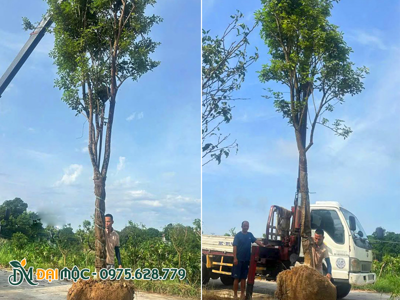 Thợ láu cẩu đang đưa cây phong linh vàng cổ thụ vào hố trồng