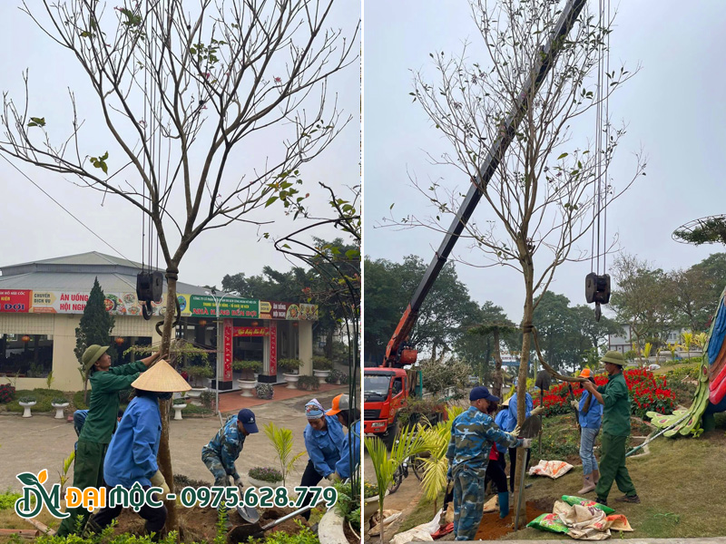 Thi công hạ trồng cây phong linh tím cổ thụ, chiều cao hơn 5m