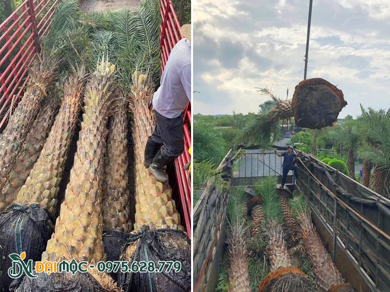 Nhân viên nhà vườn đang cẩu cây chà là lớn lên thùng xe