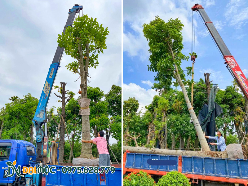 Cẩu xếp cây sala cổ thụ lên xe để đưa đến công trình