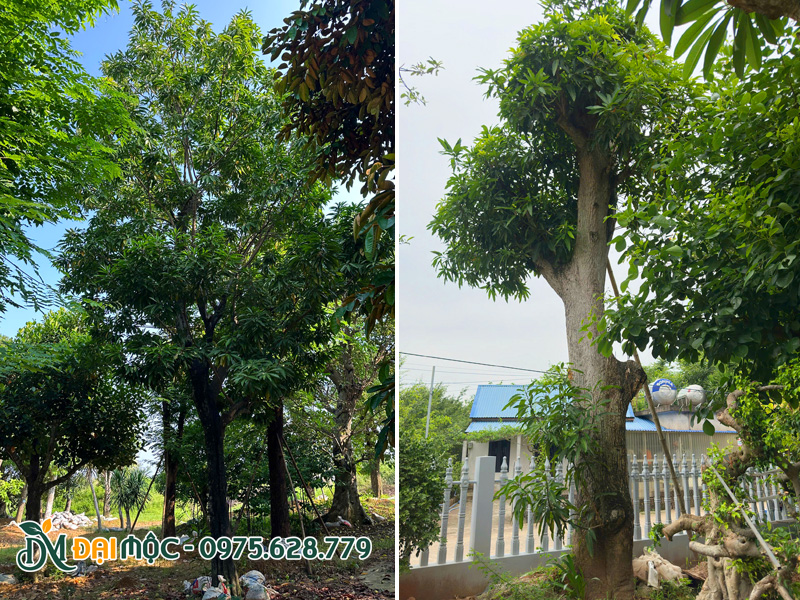 Bán cây lưu niệm cổ thụ ăn quả phổ biến ở Việt Nam