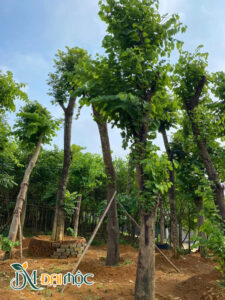 Cây dưỡng ủ hơn 6 tháng, thoát thân cao 3m