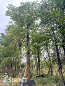 Cây hoa ban trắng tây bắc cao 6 - 7m