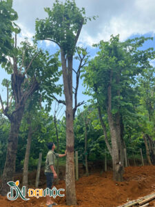 Cây Ban Tây Bắc Cổ Thụ (Ban Trắng)