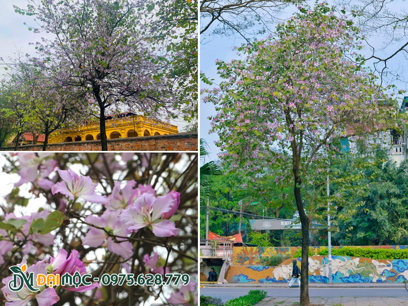Hình ảnh cây hoa ban trắng nở rộ