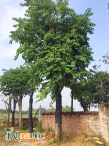 Cây đại thụ tán xanh um, chiều cao 8m