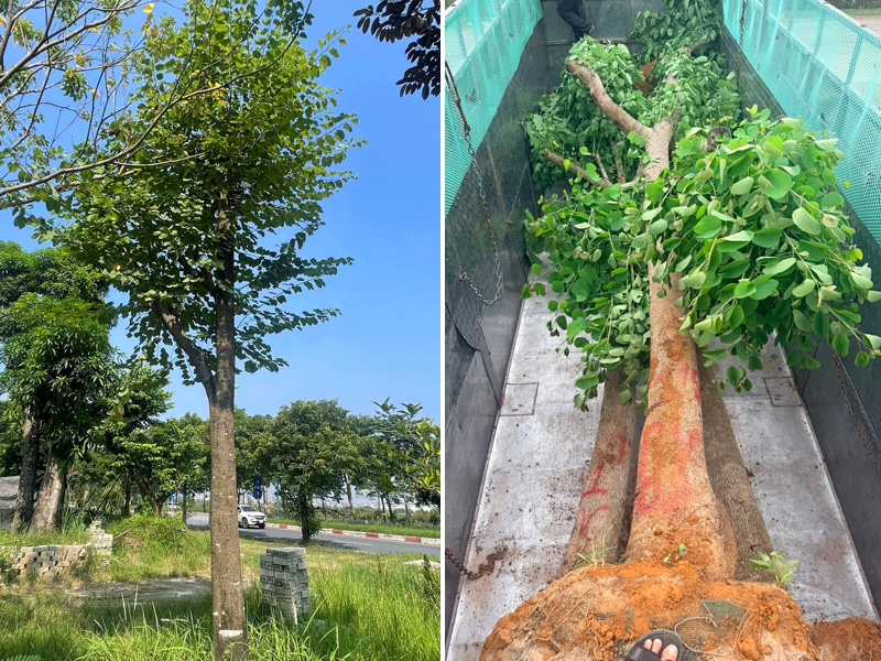 Bứng và sắp xếp cây ban tây bắc cổ thụ vanh gốc 76cm