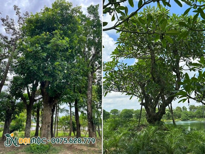 Cây lộc vừng và cây hoa đại cổ thụ trồng lưu niệm